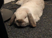 Holland lop 8 months old