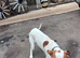 ONE YEAR OLD ENGLISH POINTER