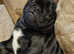2 yr old Black Pug for stud