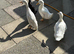 Ducks for rehome