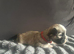 Lhasa apso cross shitzu pup 1 available