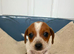 Jack russell x miniature dachshund