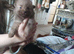 Only 2 left Butiful pom pups
