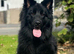 Solid black GSD stud dog
