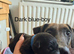 Belgian mali cross