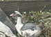 Muscovy drakes 12 weeks