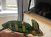 Male veiled chameleon including setup