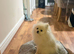 Puppy for sale asap