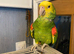 Double Yellow Headed Amazon Seeks a Loving Home