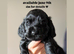 4 stunning show cocker spaniels