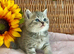 BEAUTIFUL LITTLE TEDDY BEARS (READY 17TH JULY)