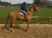 Outstanding Gelding