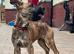 German Shepherd x Boxer