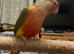 2 baby conures left