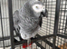 African Grey