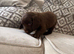 Beautiful cocker spaniel pups  ready to leave on 19july