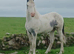 MERLIN ~ yearling colt!