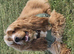 11 month old show spaniel