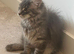 MAINE COON SILVER BLUE TABBY KITTEN BOY FOR SALE
