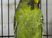 Black face budgies