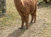 Yearling Suri Alpaca boys