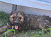 Tibetan Terrier puppies READY NOW