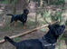 Cane Corso / Rottweiler puppies