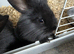5 baby bunnies