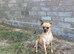 Female Chihuahua