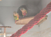 Pair of green cheeked conures