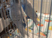 Budgie Birds beautiful 7 x MALES  so 7 x birds for &pound;175  selling as a group available still