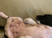 9 week old female springer spaniel