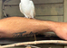 Hand reared albino ringneck with cage