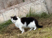 2 kitty