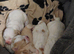 Cavapoo Puppies