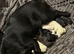 (Last pup) Female