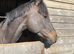 Mike 6 yrs old 15.3 gelding lovely hack ROR showing prospect