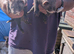 Ferrets for sale