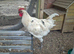 Jersey Giant cockerel. Born 23/03/26.