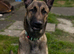 8 month Mali