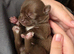 Kc chihuahua