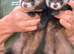 Polecat ferrets