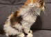 Ginger white and bronze fluffy girl