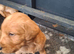 Beautiful Labradoodle Puppies Available