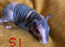 Skinny pig babies boys and girls.