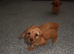 Cavapoos