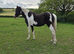 14.2hh coloured mare