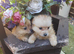8 weeks old pameranian puppies