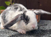 Mini Plush Lops. Hypoallergenic fur.