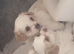 Maltipoo
